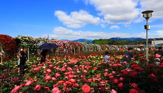 韓國.千萬玫瑰花飄香，第9屆世界玫瑰節(jié)開幕！